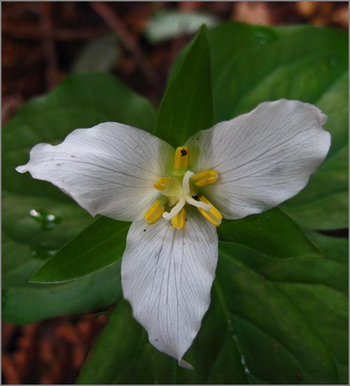 sm 390 Western Trillium.jpg - Western Trillium (Trillium ovatum): Trillium’s are commonly found in the moist redwood areas.  There were lots of them here at SP Taylor Park.